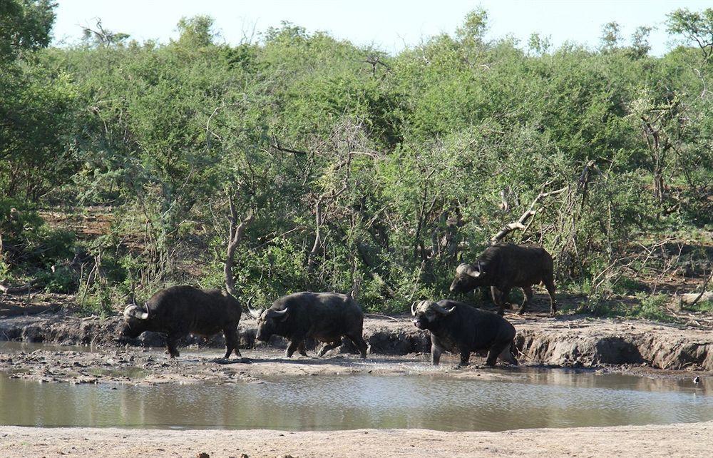 Jamala Madikwe Βίλα Madikwe Game Reserve Εξωτερικό φωτογραφία