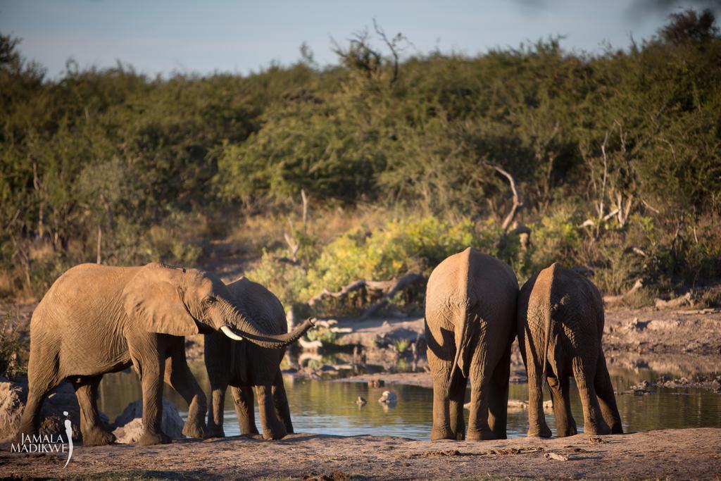 Jamala Madikwe Βίλα Madikwe Game Reserve Εξωτερικό φωτογραφία