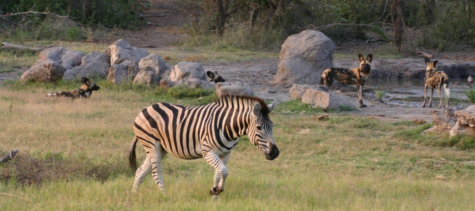 Jamala Madikwe Βίλα Madikwe Game Reserve Εξωτερικό φωτογραφία